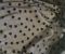 Сітка трикотажна стрейч сердце гурт